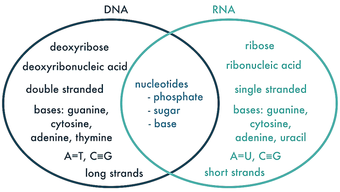 Rna and dna venn diagram