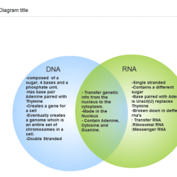 Rna and dna venn diagram