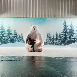 Polar bears timetoast timeline