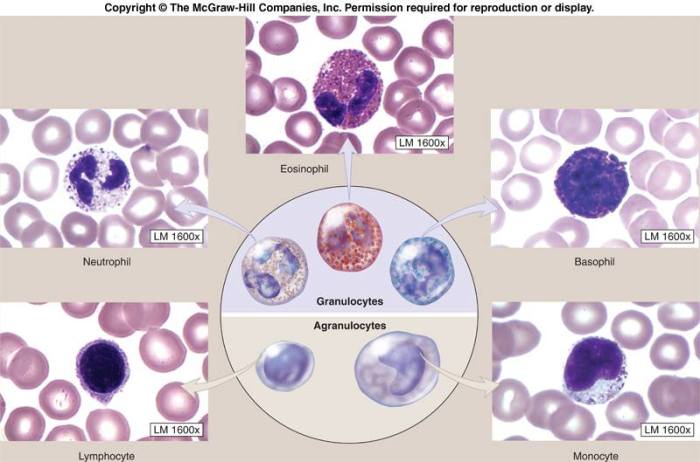 Leukocytes leukocyte blood microscope morphology hematology count microscopy stained microbiology giemsa veterinary anatomy