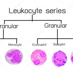 Leukozyten leukocyte leucocito witte bloedcellen leukocyten reihe lymphocyte monocyte glóbulos blutkörperchen