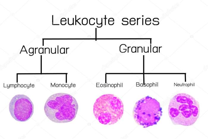 Leukozyten leukocyte leucocito witte bloedcellen leukocyten reihe lymphocyte monocyte glóbulos blutkörperchen