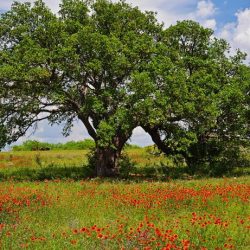 Oak mighty covino linda photograph 8th uploaded november which