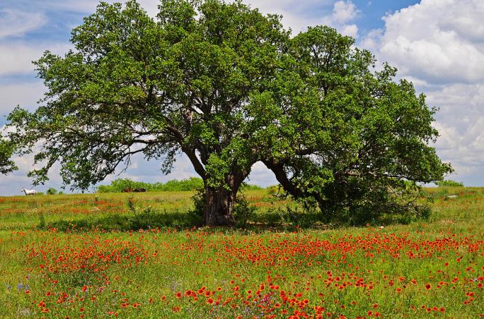 Oak mighty covino linda photograph 8th uploaded november which