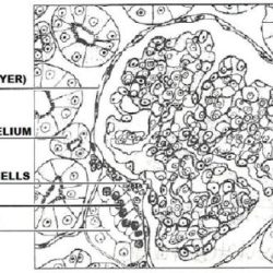 Exercise 40 review sheet art-labeling activity 3