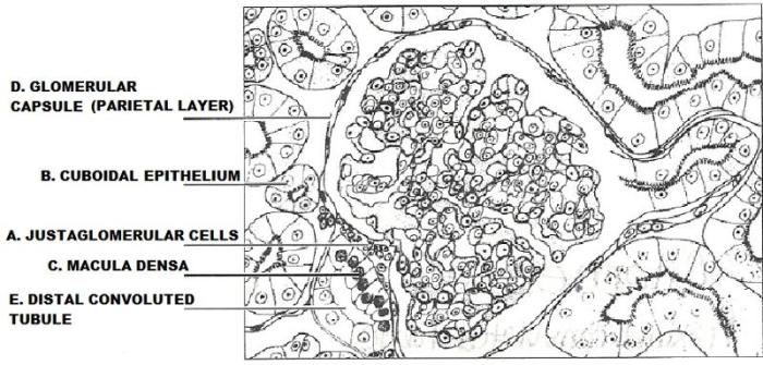 Exercise 40 review sheet art-labeling activity 3