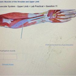 Solved highlighted