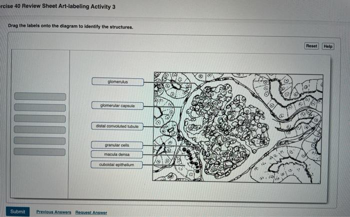 Exercise 40 review sheet art-labeling activity 3